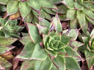 Mexican Green agave plant  in nature