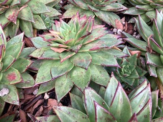 Obraz premium Mexican Green agave plant in nature