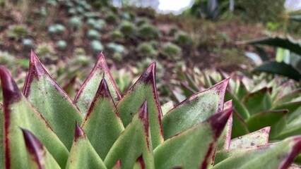 Mexican Green agave plant  in nature