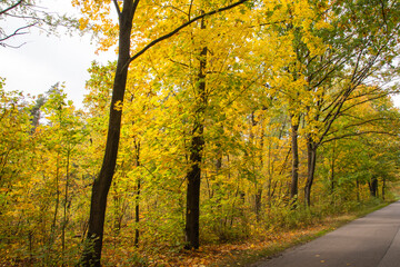 Autumn forest in the rays of the sun and the road in autumn colors. Day.