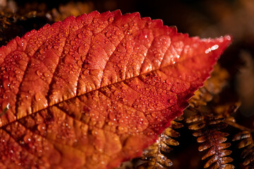 Wild cherry (Prunus avium) leaf with intense red orange autumn color in indian summer season in a forest in Sauerland Germany. Foliage with clear little dew drops and vein details macro close up. 