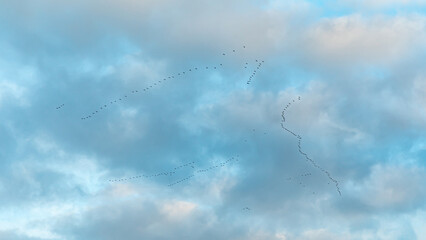 Vogelzug Vogelwanderung Kraniche auf dem Weg in den Süden