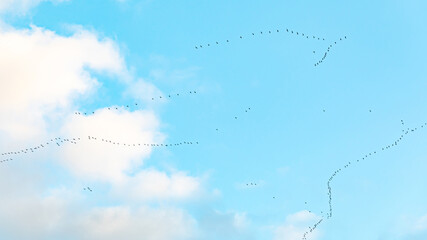 Vogelzug Vogelwanderung Kraniche auf dem Weg in den Süden