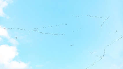 Vogelzug Vogelwanderung Kraniche auf dem Weg in den Süden