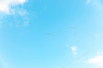 Vogelzug Vogelwanderung Kraniche auf dem Weg in den Süden