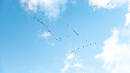 Vogelzug Vogelwanderung Kraniche auf dem Weg in den Süden