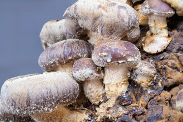 Shiitake mushroom cluster in substrate