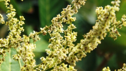 Young Rambutan Fruit