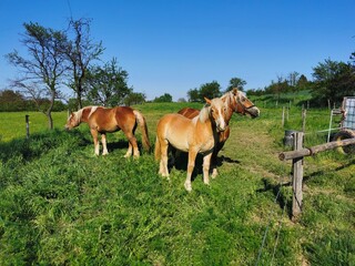 Three brown horses, on a grassy pasture near a wooden fence, in broad daylight