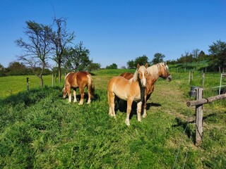 Three brown horses, one nibbling grass, on a grassy pasture near a wooden fence, in broad daylight
