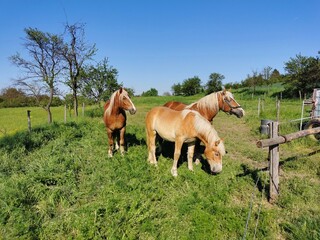 Three brown horses, one with his head down, on a grassy pasture near a wooden fence, in broad daylight