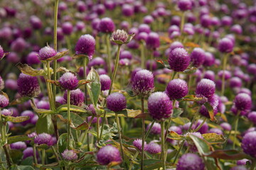 Gomphrena purple, photographed in Suffolk in UK, October 2022, sony a6000