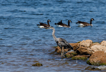 Blue Heron fishing with geese passing in the background.