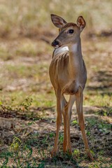Young deer standing and watching.