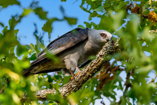 Mississippi Kite perched on a limb of a tree.