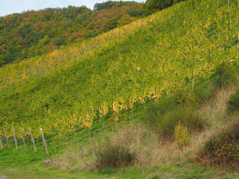 Herbst an der Mosel vom Aussichtspunkt Zummeth&ouml;he bei Leiwen und Trittenheim