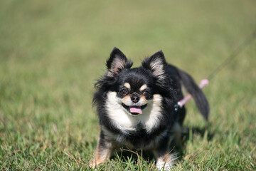 かわいいチワワ