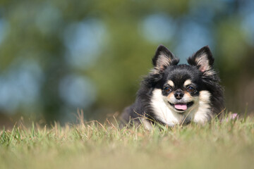 かわいいチワワ