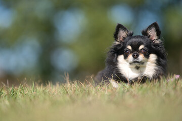 かわいいチワワ