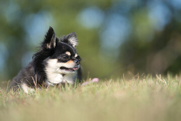 かわいいチワワ