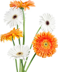 Orange and White Gerbera Daisies