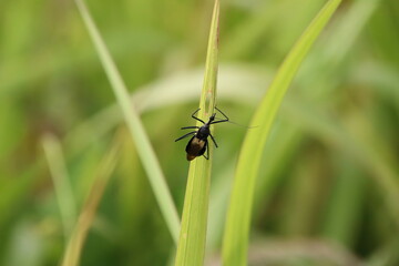 Assassin Bug on a blade of grass