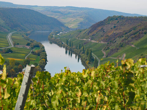 Herbst an der Mosel vom Aussichtspunkt Zummeth&ouml;he bei Leiwen und Trittenheim