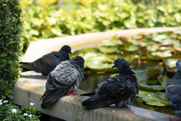 pigeons in the park