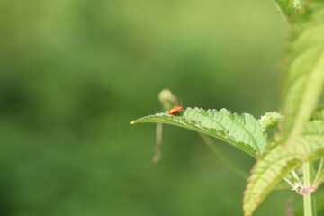 Pumpkin Beetle Insect on a leaf