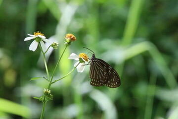 Blue Glassy Tiger Butterfly feeding on nectar