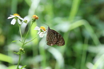 Blue Glassy Tiger Butterfly feeding on nectar