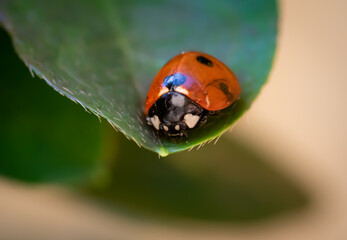 Fototapeta premium Coccinella