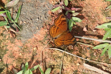 Chocolate Pansy Butterfly in a park