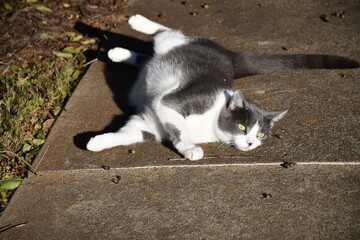 playful cat