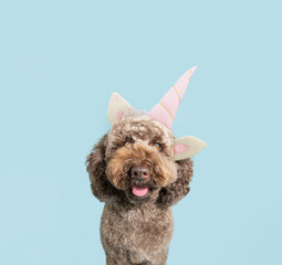 Funny poodle dog celebrating carnival or birthday wearing a unirn horn diadem. Isolated on blue...