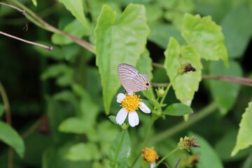 Common Cerulean Butterfly on a flower