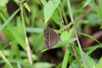 Dark banded bush brown butterfly in a park