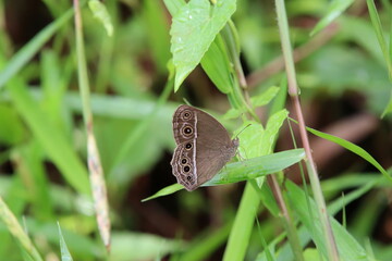 Dark banded bush brown butterfly in a park