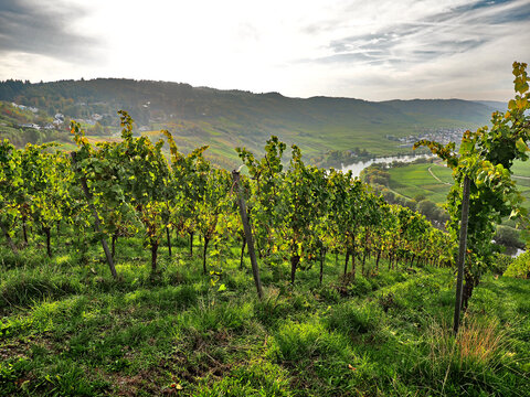 Herbst an der Mosel vom Aussichtspunkt Zummeth&ouml;he bei Leiwen und Trittenheim
