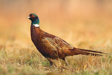 Common pheasant Phasianus colchius Ring-necked pheasant in natural habitat, autumn background, grassland	