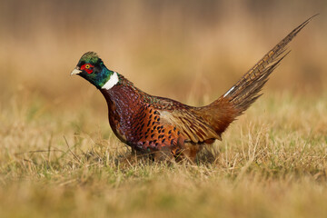 Common pheasant Phasianus colchius Ring-necked pheasant in natural habitat, autumn background, grassland	