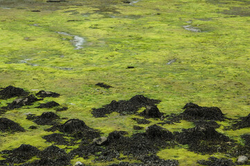 Algue verte, Ulva armoricana