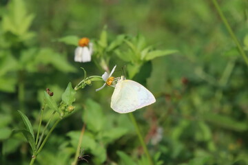 Mottled Emigrant Butterfly