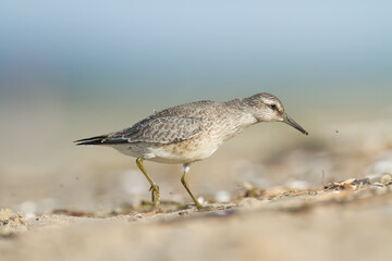 Shorebird - juvenile Calidris canutus, Red Knot on the Baltic Sea shore, migratory bird Poland Europe	