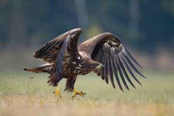 Majestic predator White-tailed eagle, Haliaeetus albicilla in Poland wild nature
