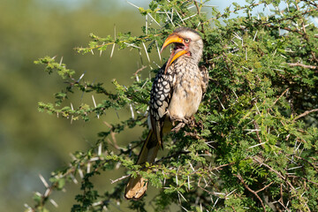 Calao leucomèle,.Tockus leucomelas, Southern Yellow billed Hornbill