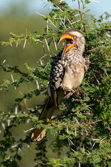 Calao leucomèle,.Tockus leucomelas, Southern Yellow billed Hornbill