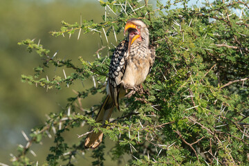 Calao leucomèle,.Tockus leucomelas, Southern Yellow billed Hornbill