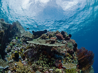 Plakat Beautifully overgrown reef top in Indonesia