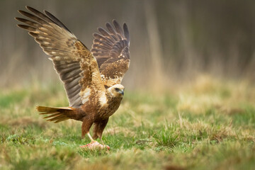 Flying Birds of prey Marsh harrier Circus aeruginosus, hunting time Poland Europe